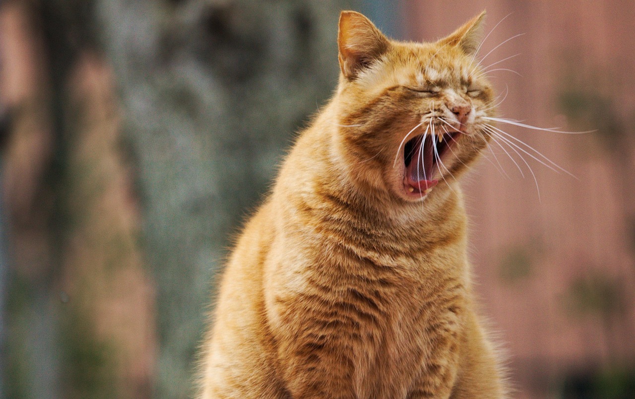 cat, pet, yawn, animal, domestic cat, feline, mammal, nature, whiskers, tired, cute, portrait