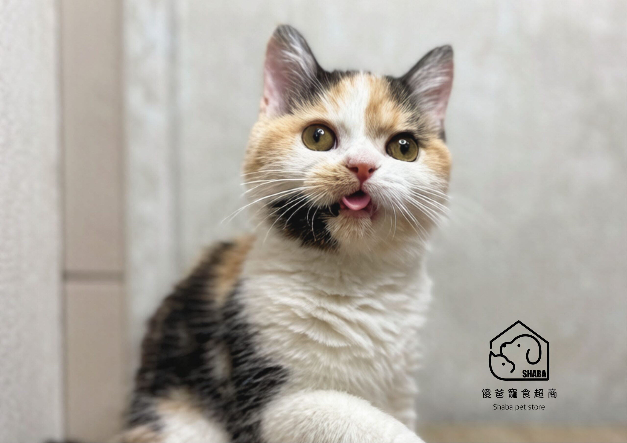 三花英短