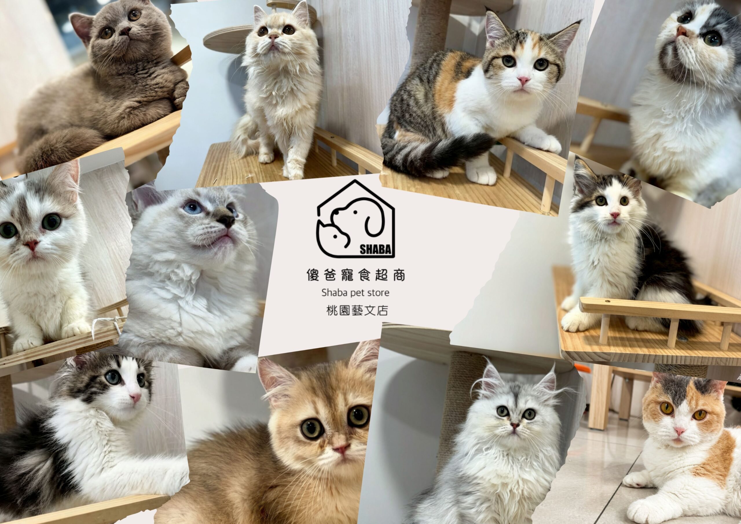 傻爸寵食 貓咪