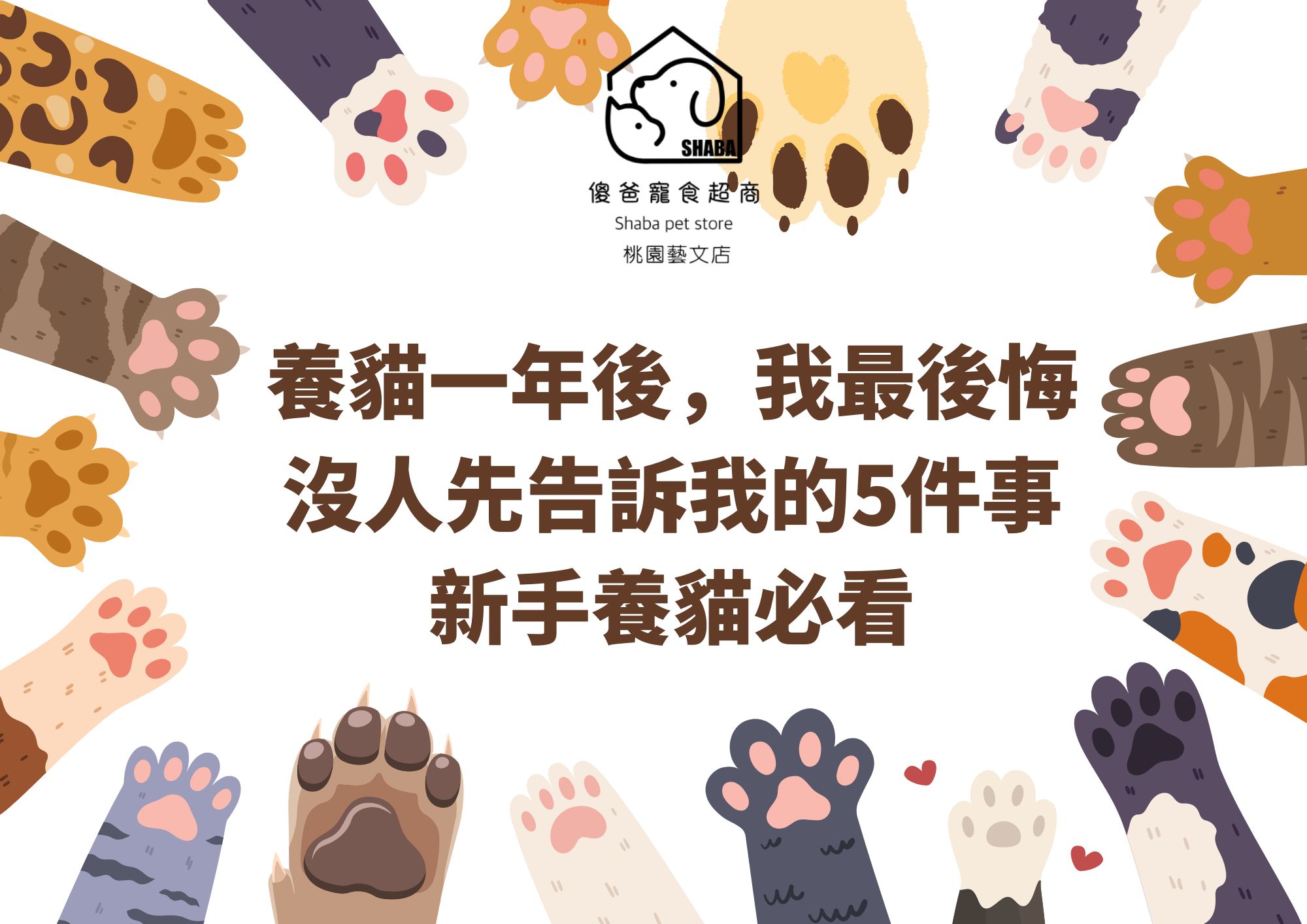 新手養貓