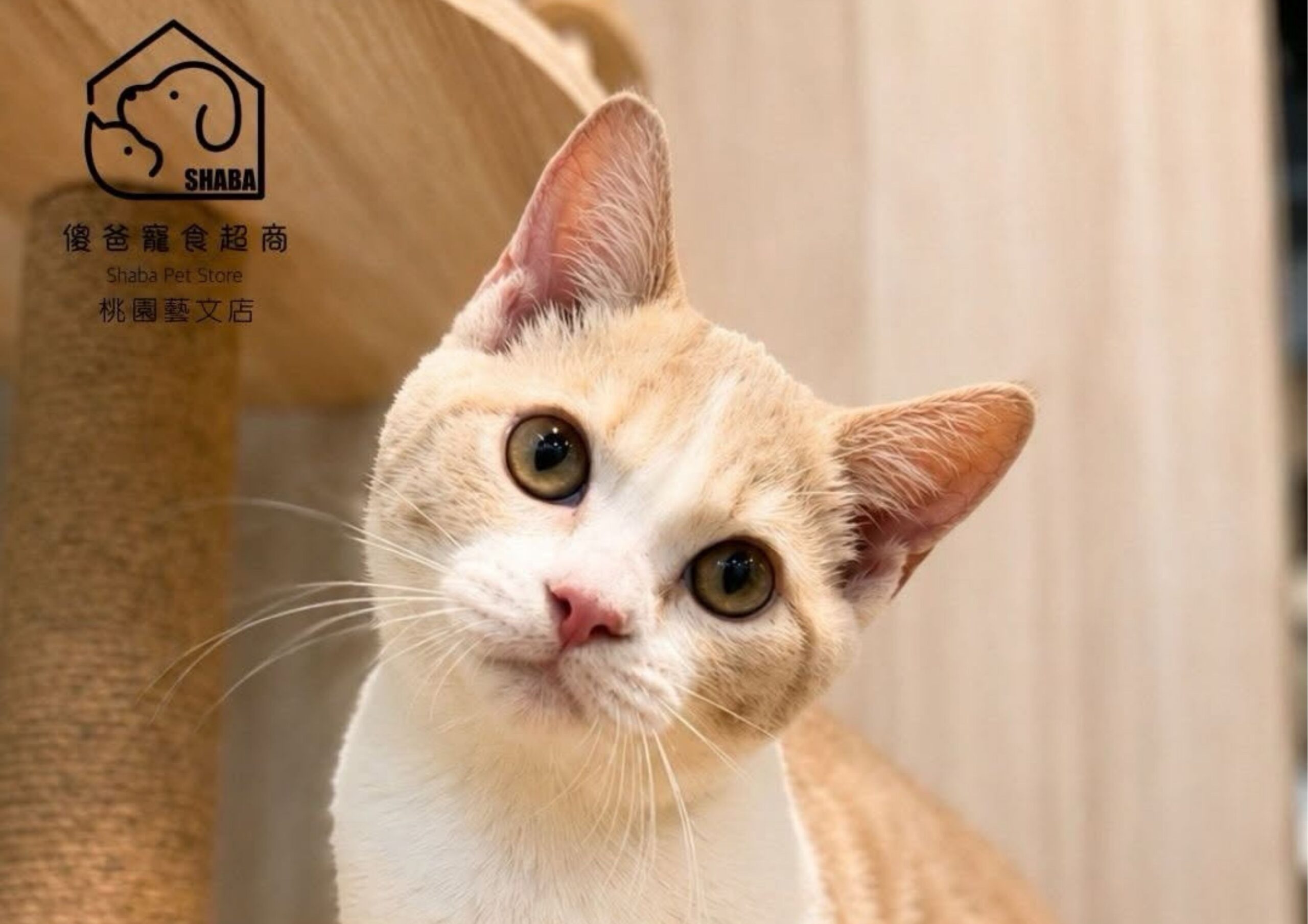 奶油白英短