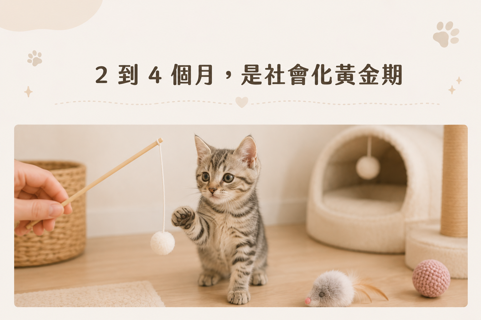 幼貓怎麼照顧