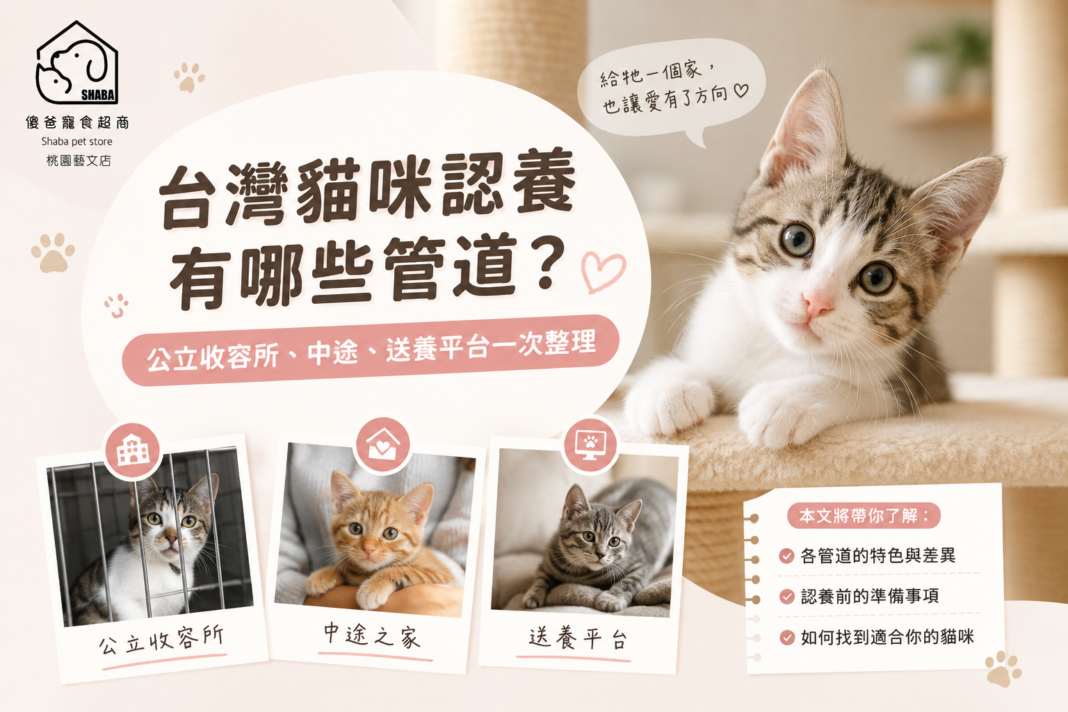 貓咪認養