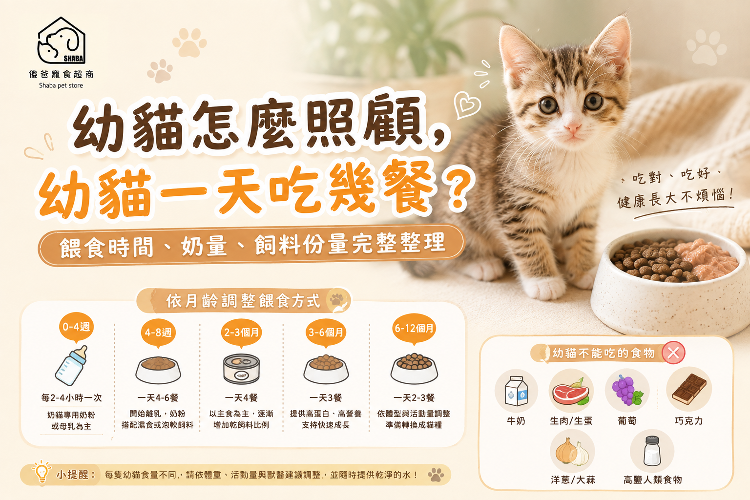 幼貓怎麼照顧