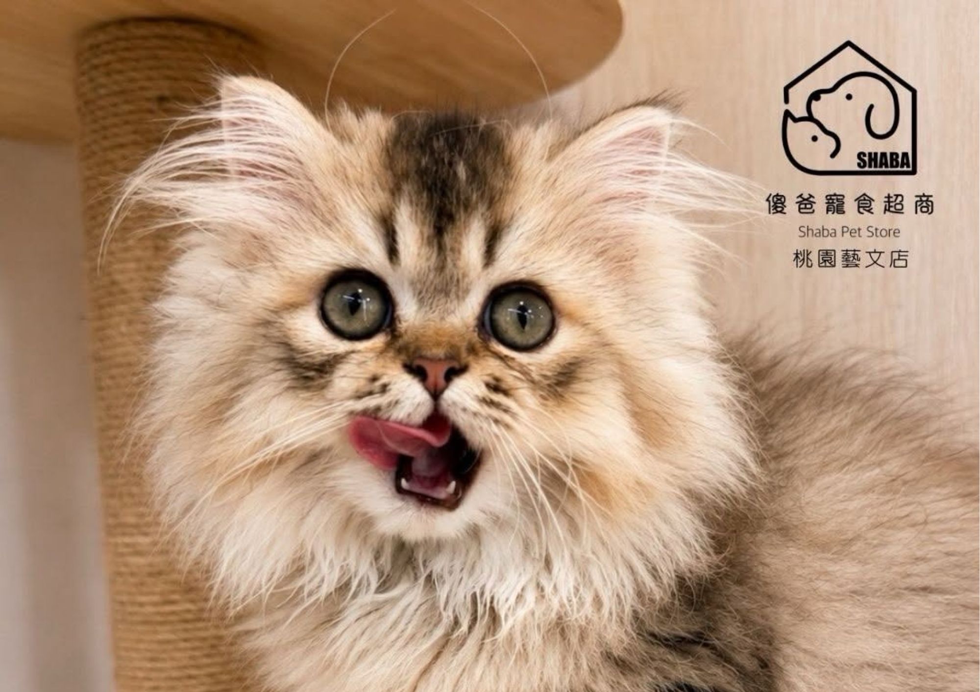 棕英長