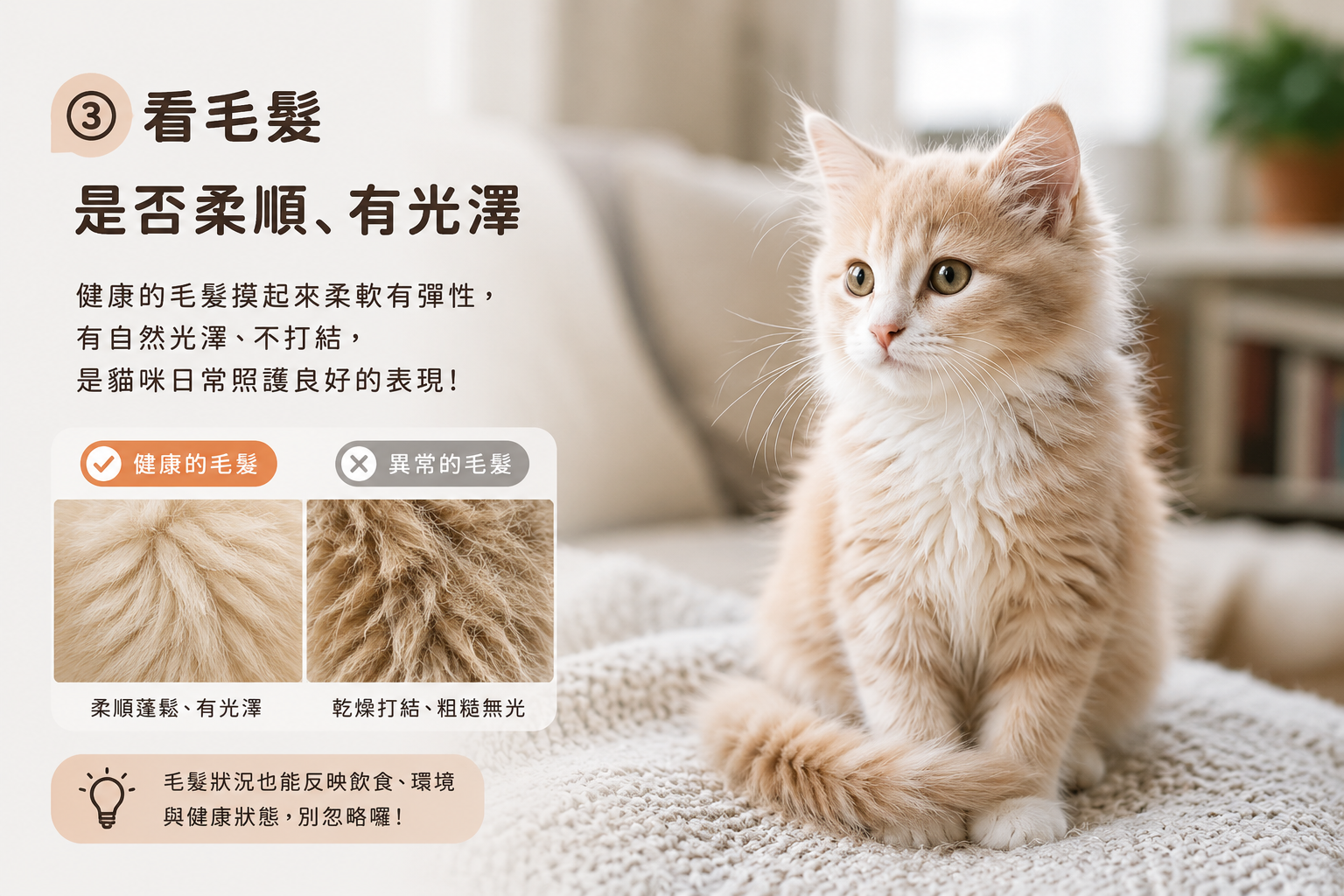 桃園貓舍
