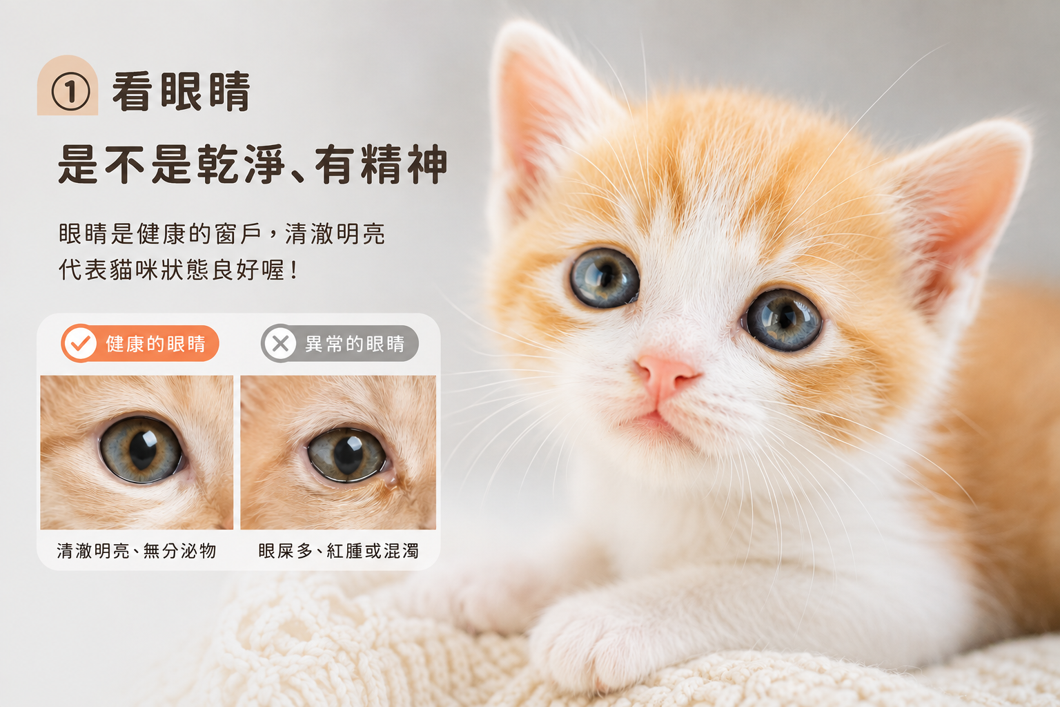 桃園貓舍