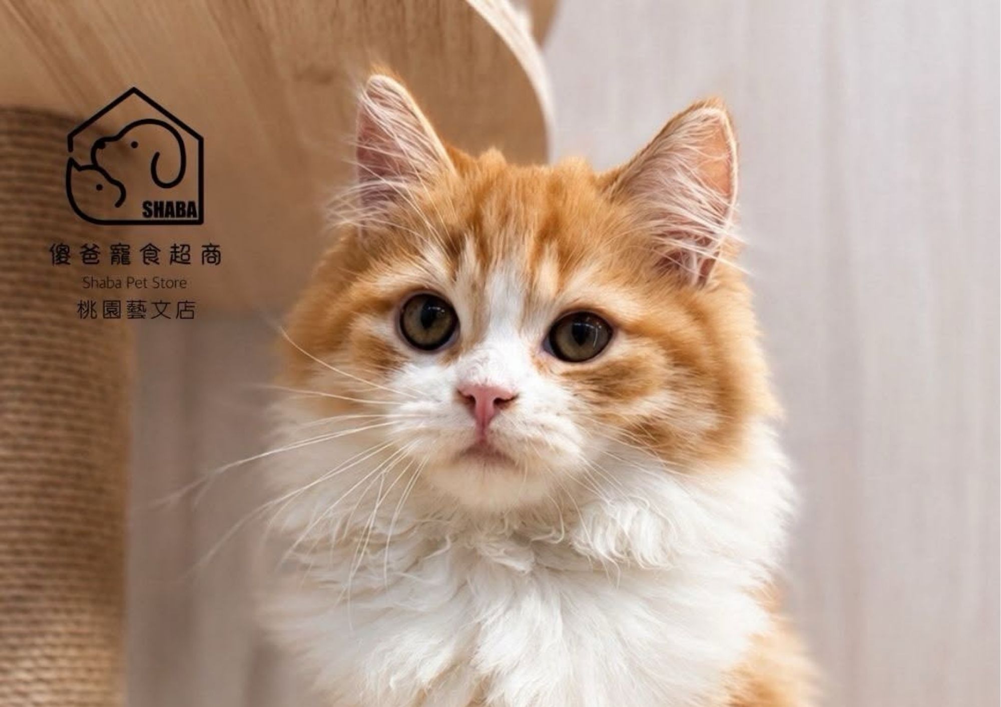 紅白非標準曼赤肯