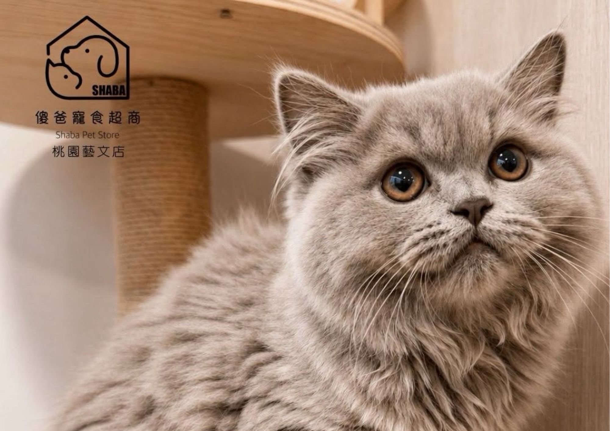 紫丁香塞爾凱克捲毛