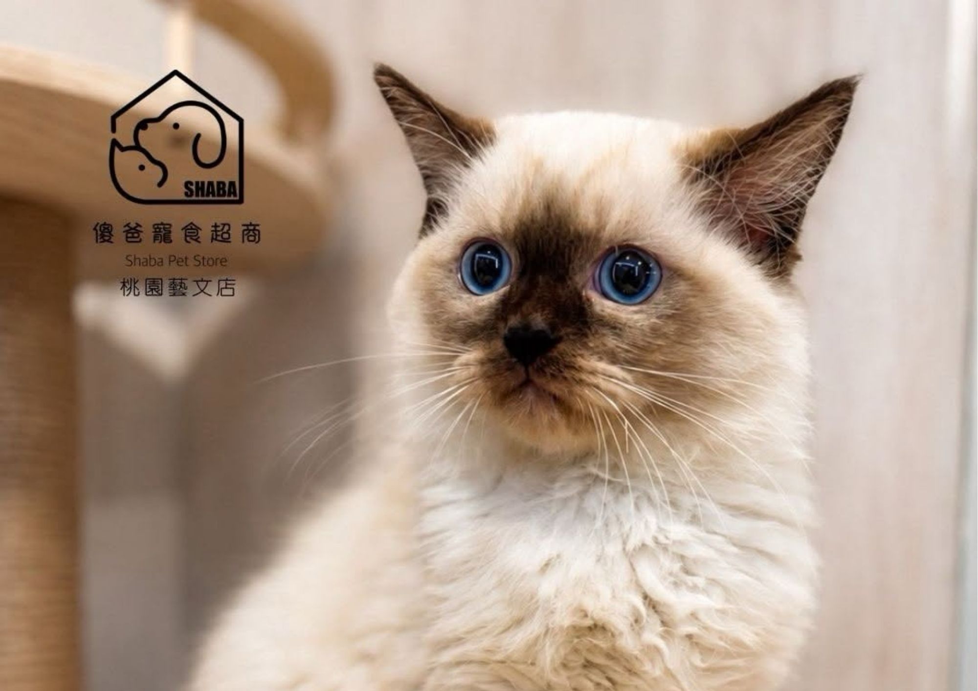重點色手套布偶
