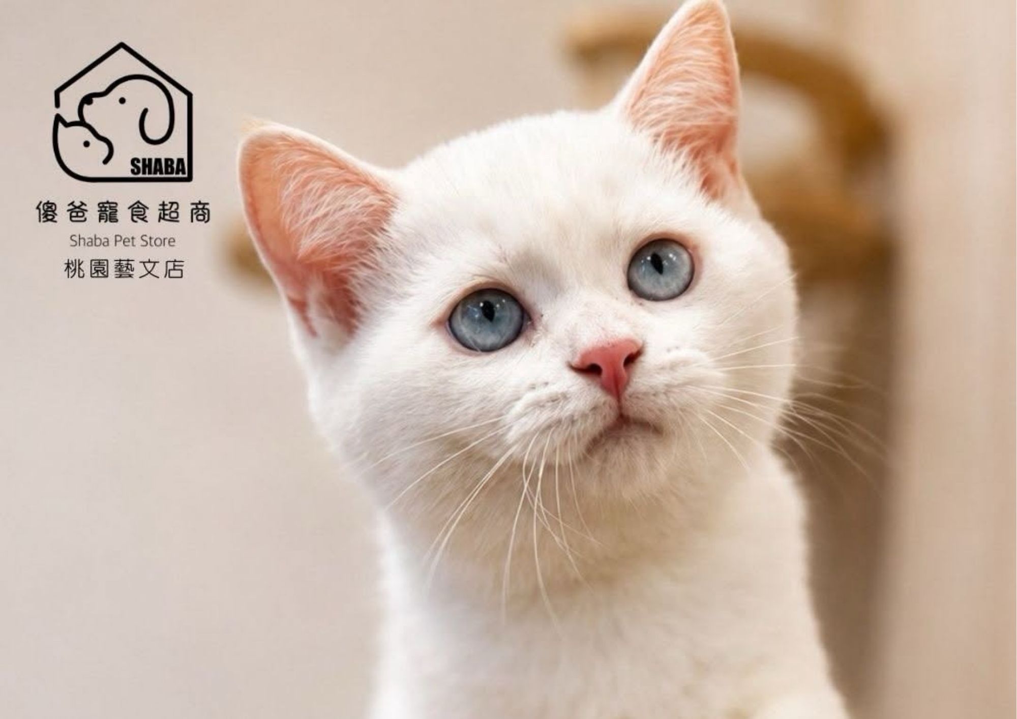 金點漸層英短