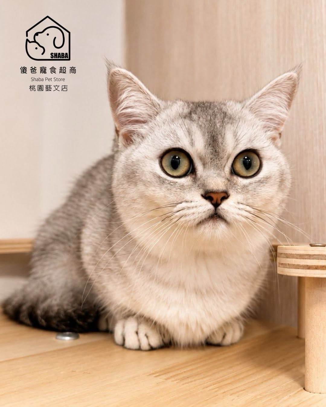 銀漸層曼赤肯