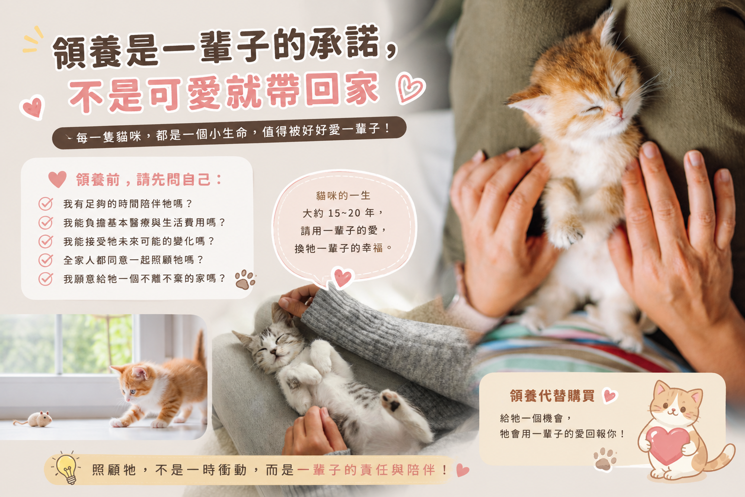 桃園幼貓領養