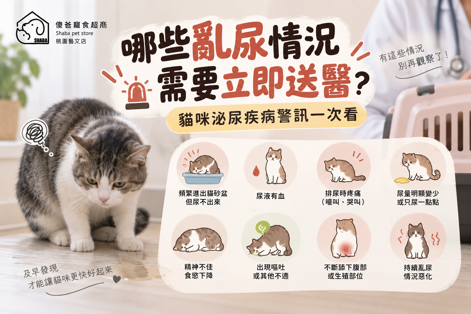 貓咪亂尿