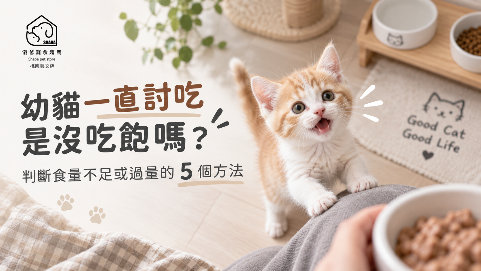 幼貓餵食量