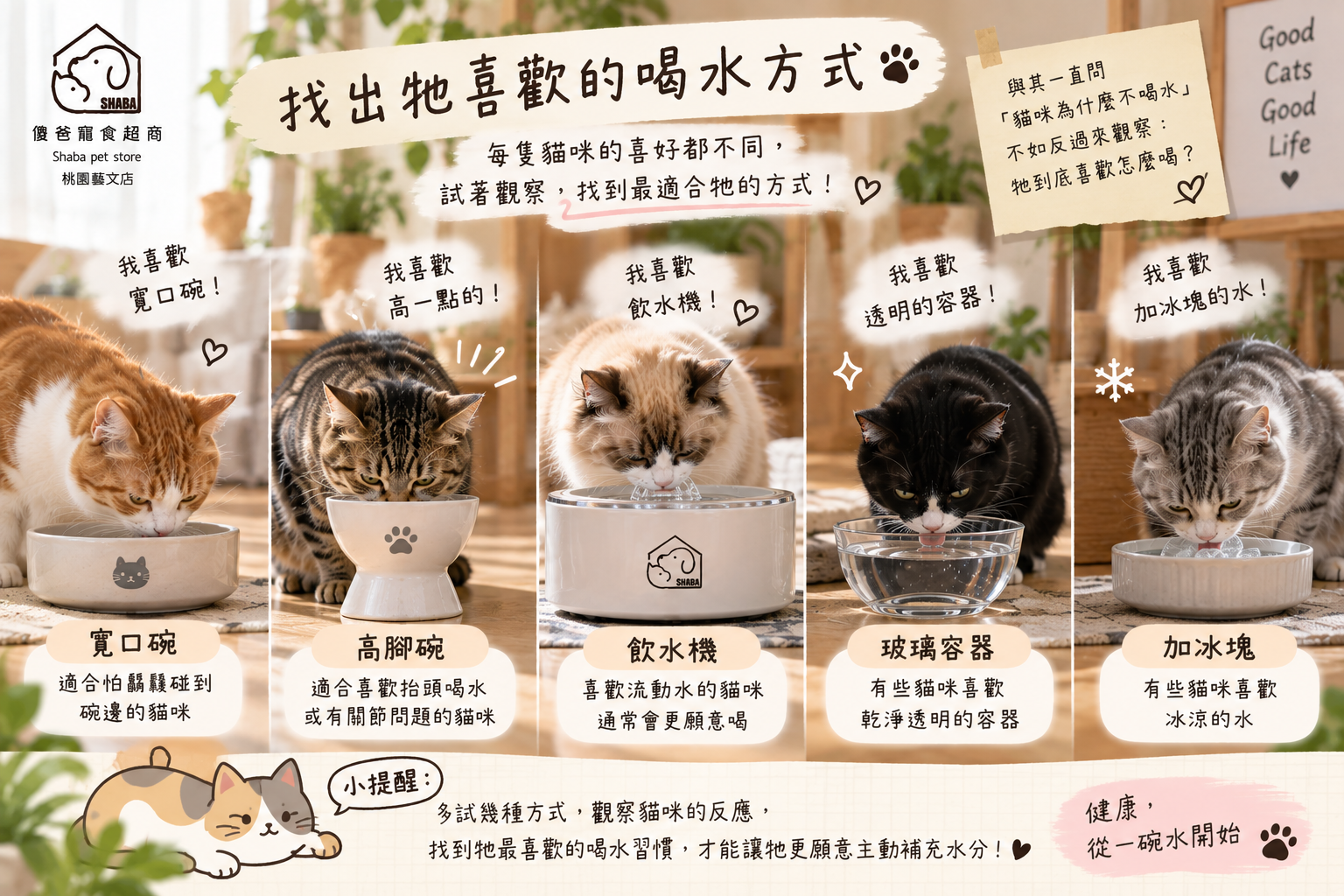 貓咪不喝水怎麼辦