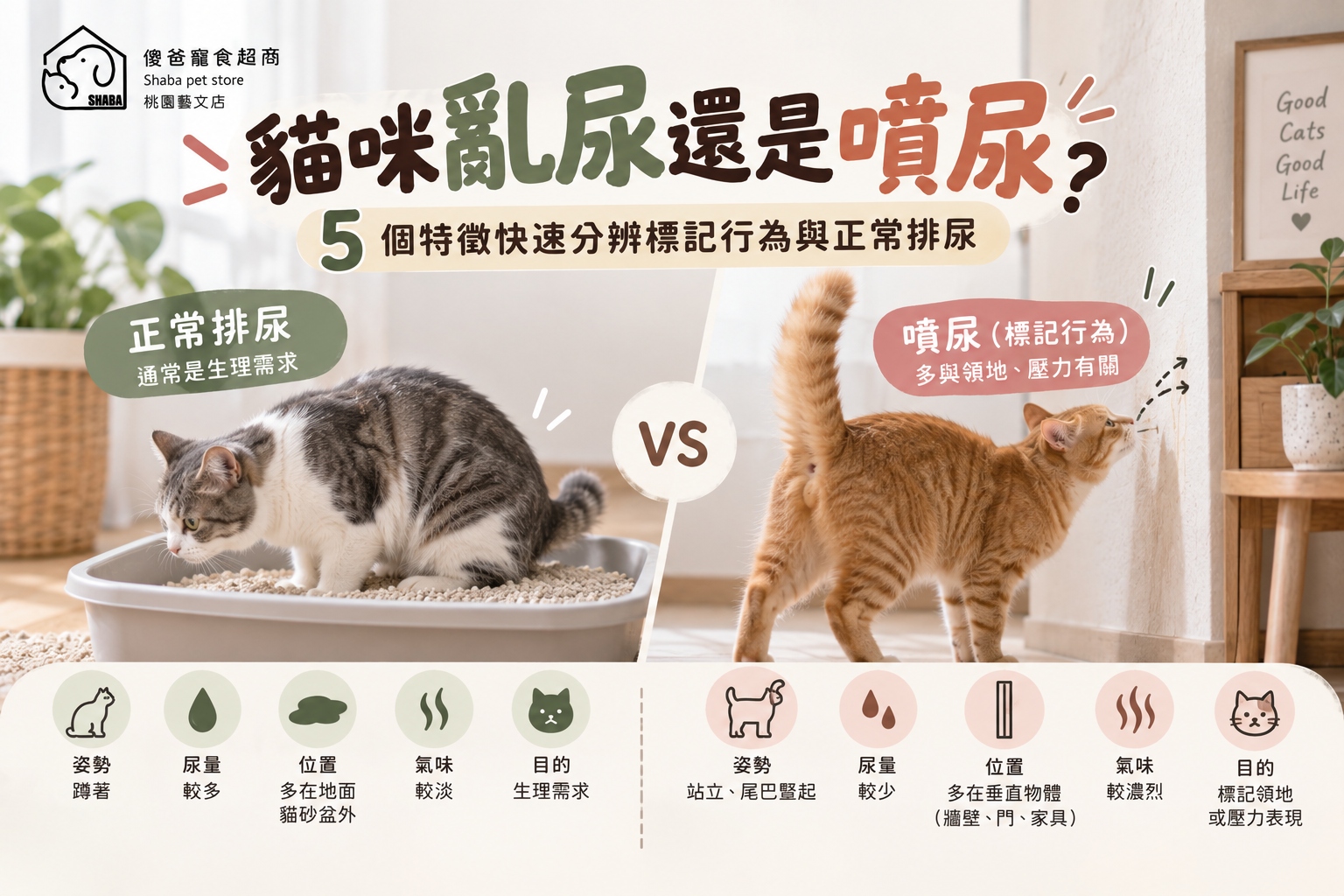 貓咪亂尿
