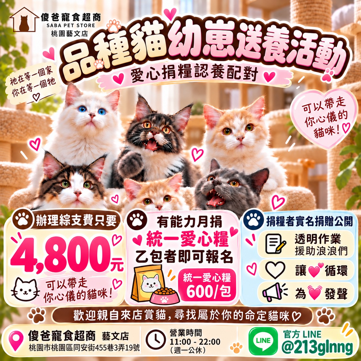 品種貓幼崽送養活動