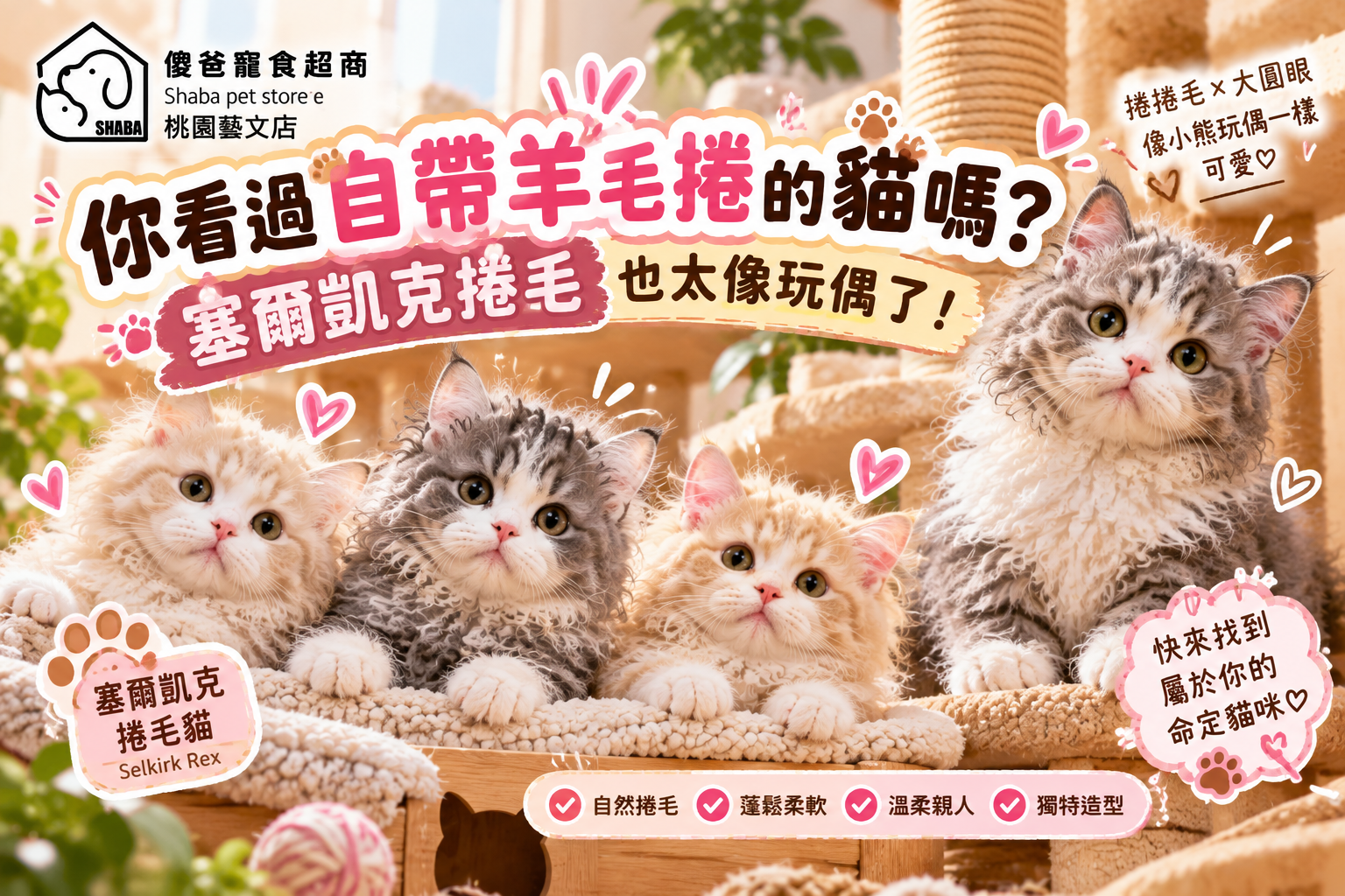塞爾凱克捲毛